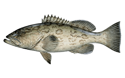 Gag grouper fishing charters in destin, fl