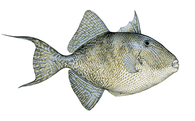Grey trigger fish fishing charters in destin, fl