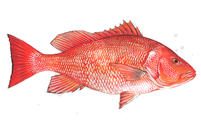 Red snapper fishing charters in destin, fl. Types of fish in florida