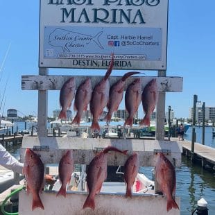 Offshore saltwater fishing for snapper